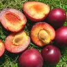 Scion de pluot / hybride Prumix™ Comète cultivé dans le Tarn - résistant aux maladies - compatible Agriculture Bio