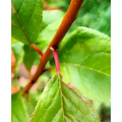 Scion de pluot / hybride Prumix™ Nadia cultivé dans le Tarn - résistant aux maladies - compatible Agriculture Bio