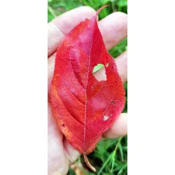 Scion de pluot / hybride Prumix™ Nadia cultivé dans le Tarn - résistant aux maladies - compatible Agriculture Bio