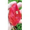 Scion de pluot / hybride Prumix™ Nadia cultivé dans le Tarn - résistant aux maladies - compatible Agriculture Bio
