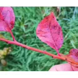 Scion de pluot / hybride Prumix™ Nadia cultivé dans le Tarn - résistant aux maladies - compatible Agriculture Bio