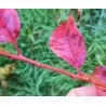 Scion de pluot / hybride Prumix™ Nadia cultivé dans le Tarn - résistant aux maladies - compatible Agriculture Bio