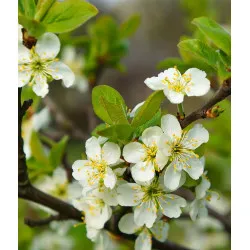 Scion de pluot / hybride Prumix™ Reine des Saveurs cultivé dans le Tarn - résistant aux maladies - compatible Agriculture Bio