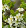 Scion de pluot / hybride Prumix™ Reine des Saveurs cultivé dans le Tarn - résistant aux maladies - compatible Agriculture Bio