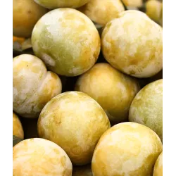 Scion de pluot / hybride Prumix™ Reine des Saveurs cultivé dans le Tarn - résistant aux maladies - compatible Agriculture Bio