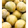 Scion de pluot / hybride Prumix™ Reine des Saveurs cultivé dans le Tarn - résistant aux maladies - compatible Agriculture Bio