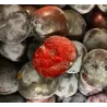 Scion de pluot / hybride Prumix™ Roi des Saveurs cultivé dans le Tarn - résistant aux maladies - compatible Agriculture Bio