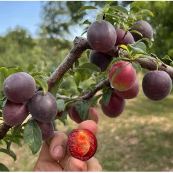 Scion de pluot / hybride Prumix™ Prunicot Rouge cultivé dans le Tarn - résistant aux maladies - compatible Agriculture Bio