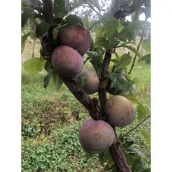 Scion de pluot / hybride Prumix™ Saveur suprême cultivé dans le Tarn - résistant aux maladies - compatible Agriculture Bio