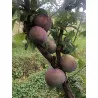 Scion de pluot / hybride Prumix™ Saveur suprême cultivé dans le Tarn - résistant aux maladies - compatible Agriculture Bio