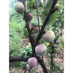 Scion de pluot / hybride Prumix™ Saveur suprême cultivé dans le Tarn - résistant aux maladies - compatible Agriculture Bio