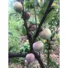 Scion de pluot / hybride Prumix™ Saveur suprême cultivé dans le Tarn - résistant aux maladies - compatible Agriculture Bio