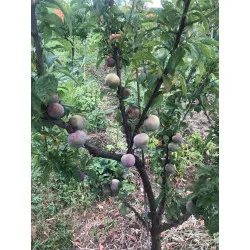Scion de pluot / hybride Prumix™ Saveur suprême cultivé dans le Tarn - résistant aux maladies - compatible Agriculture Bio