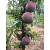 Scion de pluot / hybride Prumix™ Saveur suprême cultivé dans le Tarn - résistant aux maladies - compatible Agriculture Bio