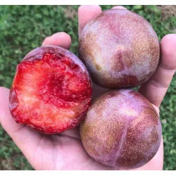 Scion de pluot / hybride Prumix™ Saveur suprême cultivé dans le Tarn - résistant aux maladies - compatible Agriculture Bio
