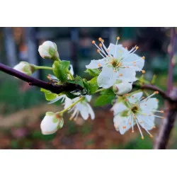 Scion de pluot / hybride Prumix™ Trésor des Lutins cultivé dans le Tarn - résistant aux maladies - compatible Agriculture Bio