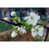 Scion de pluot / hybride Prumix™ Trésor des Lutins cultivé dans le Tarn - résistant aux maladies - compatible Agriculture Bio