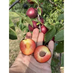 Scion de pluot / hybride Prumix™ Velour Noir cultivé dans le Tarn - résistant aux maladies - compatible Agriculture Bio