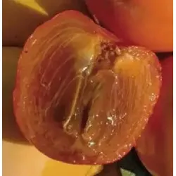 Scion de Kaki Pomme Cioccolatino cultivé dans le Tarn - résistant aux maladies - compatible Agriculture Bio