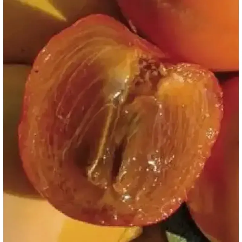 Scion de Kaki Pomme Cioccolatino cultivé dans le Tarn - résistant aux maladies - compatible Agriculture Bio