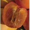 Scion de Kaki Pomme Cioccolatino cultivé dans le Tarn - résistant aux maladies - compatible Agriculture Bio