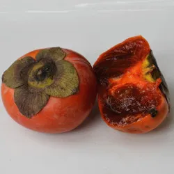 Scion de Kaki Chocolate cultivé dans le Tarn - résistant aux maladies - compatible Agriculture Bio