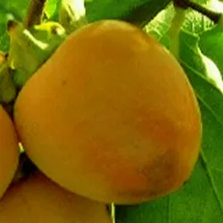 Scion de Kaki Farmacista Cicilia cultivé dans le Tarn - résistant aux maladies - compatible Agriculture Bio