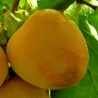 Kaki Farmacista Cicilia