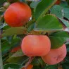 Scion de Kaki Pomme Fuyu cultivé dans le Tarn - résistant aux maladies - compatible Agriculture Bio