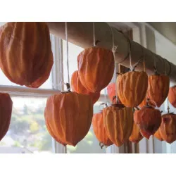Scion de Kaki Hachiya cultivé dans le Tarn - résistant aux maladies - compatible Agriculture Bio