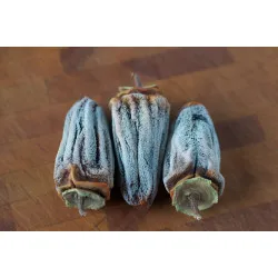 Scion de Kaki Hachiya cultivé dans le Tarn - résistant aux maladies - compatible Agriculture Bio
