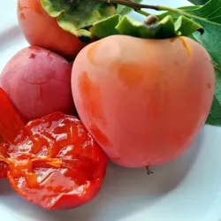Scion de Kaki Hachiya cultivé dans le Tarn - résistant aux maladies - compatible Agriculture Bio