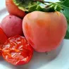 Scion de Kaki Hachiya cultivé dans le Tarn - résistant aux maladies - compatible Agriculture Bio