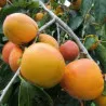 Scion de Kaki Hira Tanenashi cultivé dans le Tarn - résistant aux maladies - compatible Agriculture Bio