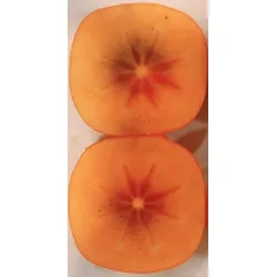 Scion de Kaki Hira Tanenashi cultivé dans le Tarn - résistant aux maladies - compatible Agriculture Bio