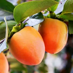 Scion de Kaki Hira Tanenashi cultivé dans le Tarn - résistant aux maladies - compatible Agriculture Bio