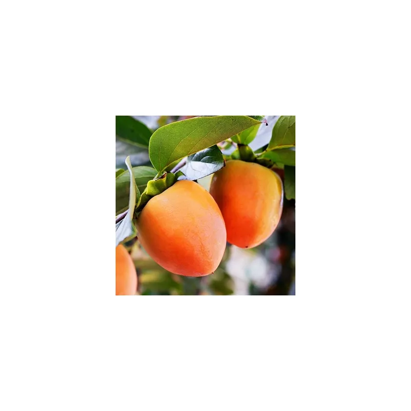 Scion de Kaki Hira Tanenashi cultivé dans le Tarn - résistant aux maladies - compatible Agriculture Bio