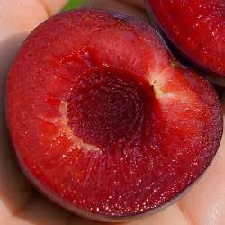 Scion de pluot / hybride Prumix® Colonnaire de Sibérie cultivé dans le Tarn - résistant aux maladies - compatible Agriculture...