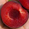 Scion de pluot / hybride Prumix® Colonnaire de Sibérie cultivé dans le Tarn - résistant aux maladies - compatible Agriculture...