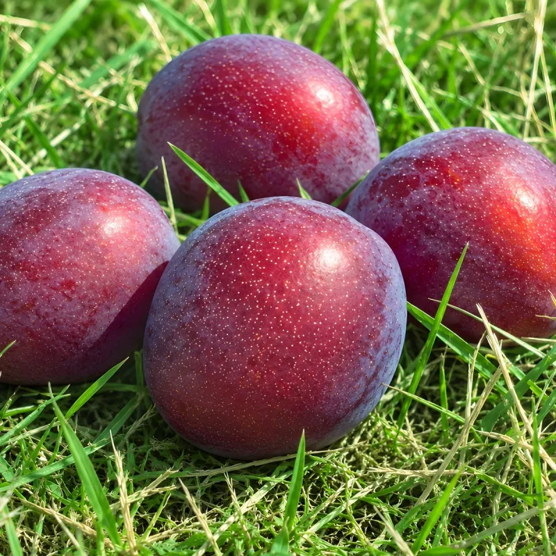 Scion de pluot / hybride Prumix® Colonnaire de Sibérie cultivé dans le Tarn - résistant aux maladies - compatible Agriculture...