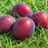 Scion de pluot / hybride Prumix® Colonnaire de Sibérie cultivé dans le Tarn - résistant aux maladies - compatible Agriculture...