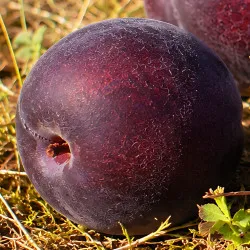 Scion de pluot / hybride Prumix® Noirissime cultivé dans le Tarn - résistant aux maladies - compatible Agriculture Bio