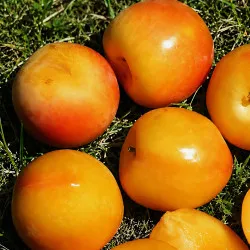 Scion de pluot / hybride Prumix® Éclat Gourmand cultivé dans le Tarn - résistant aux maladies - compatible Agriculture Bio
