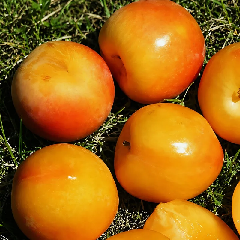 Scion de pluot / hybride Prumix® Éclat Gourmand cultivé dans le Tarn - résistant aux maladies - compatible Agriculture Bio