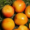 Scion de pluot / hybride Prumix® Éclat Gourmand cultivé dans le Tarn - résistant aux maladies - compatible Agriculture Bio