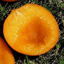 Scion de pluot / hybride Prumix® Éclat Gourmand cultivé dans le Tarn - résistant aux maladies - compatible Agriculture Bio