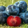 Scion de pluot / hybride Prumix® Rose d'Ébène cultivé dans le Tarn - résistant aux maladies - compatible Agriculture Bio