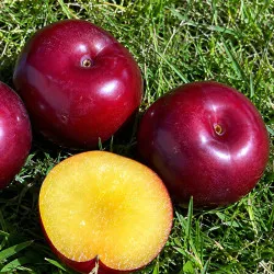 Scion de pluot / hybride Prumix® Saveur de Printemps cultivé dans le Tarn - résistant aux maladies - compatible Agriculture Bio