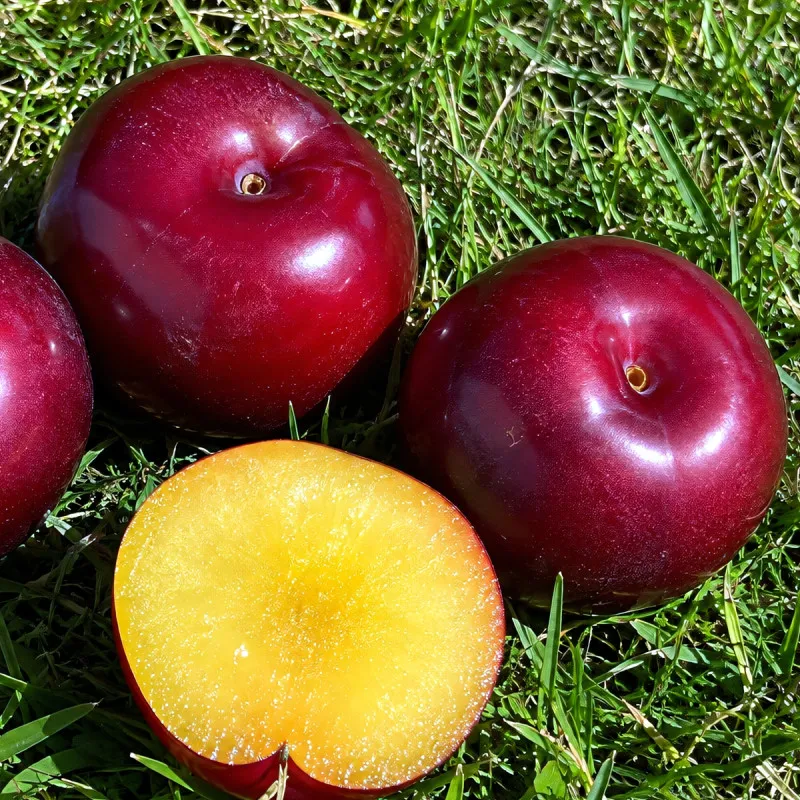Scion de pluot / hybride Prumix® Saveur de Printemps cultivé dans le Tarn - résistant aux maladies - compatible Agriculture Bio