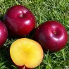 Scion de pluot / hybride Prumix® Saveur de Printemps cultivé dans le Tarn - résistant aux maladies - compatible Agriculture Bio